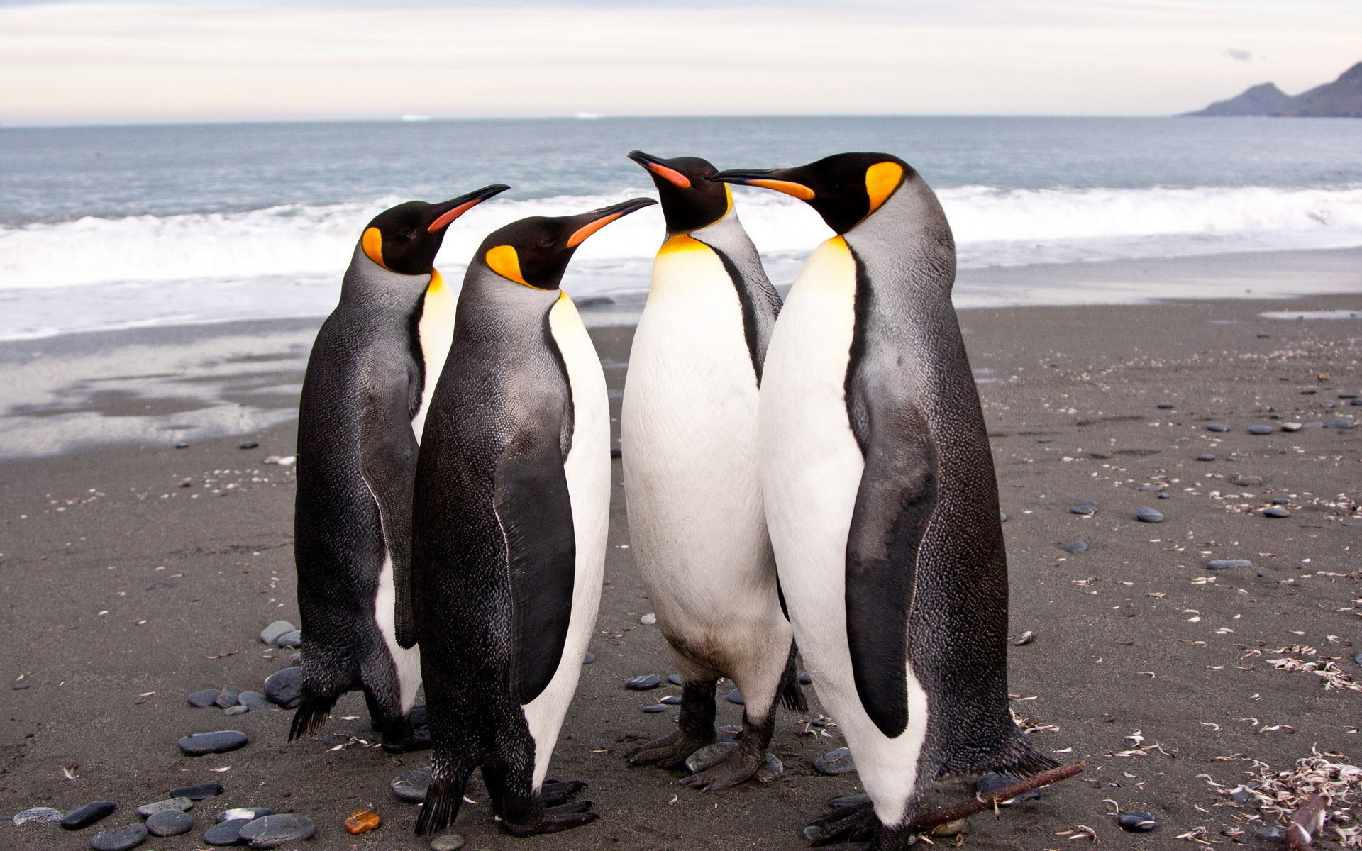 penguins, Animals, Birds, Feathers, Nature, Wildlife, Beaches, Ocean, Sea, Waves Wallpaper