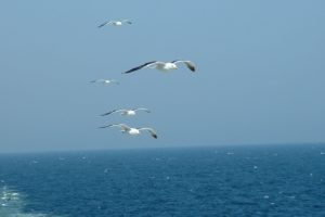 nature, Flying, Birds, Animals, Seagulls, Skyscapes, Sea