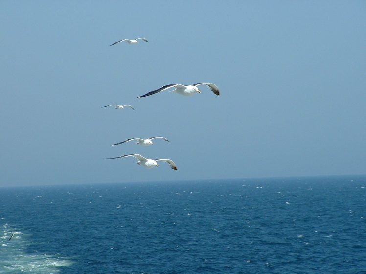 nature, Flying, Birds, Animals, Seagulls, Skyscapes, Sea HD Wallpaper Desktop Background