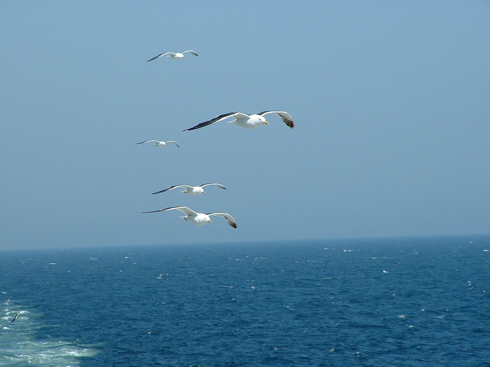 nature, Flying, Birds, Animals, Seagulls, Skyscapes, Sea Wallpaper