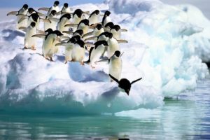 birds, Penguins, Icebergs, Antarctica