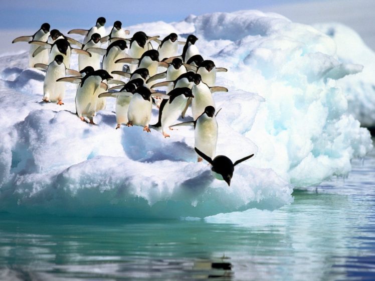 birds, Penguins, Icebergs, Antarctica HD Wallpaper Desktop Background