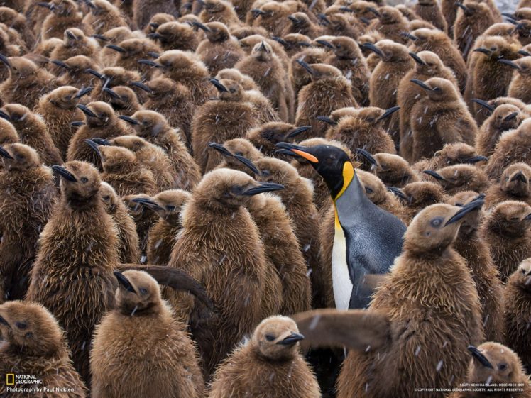 birds, Flock, Penguins, National, Geographic, Snowing HD Wallpaper Desktop Background