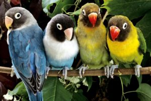 birds, Animals, Parrots, Love, Bird
