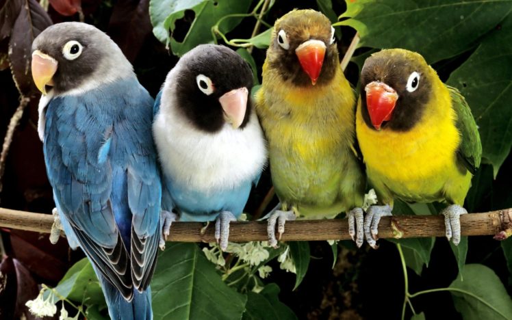 birds, Animals, Parrots, Love, Bird HD Wallpaper Desktop Background