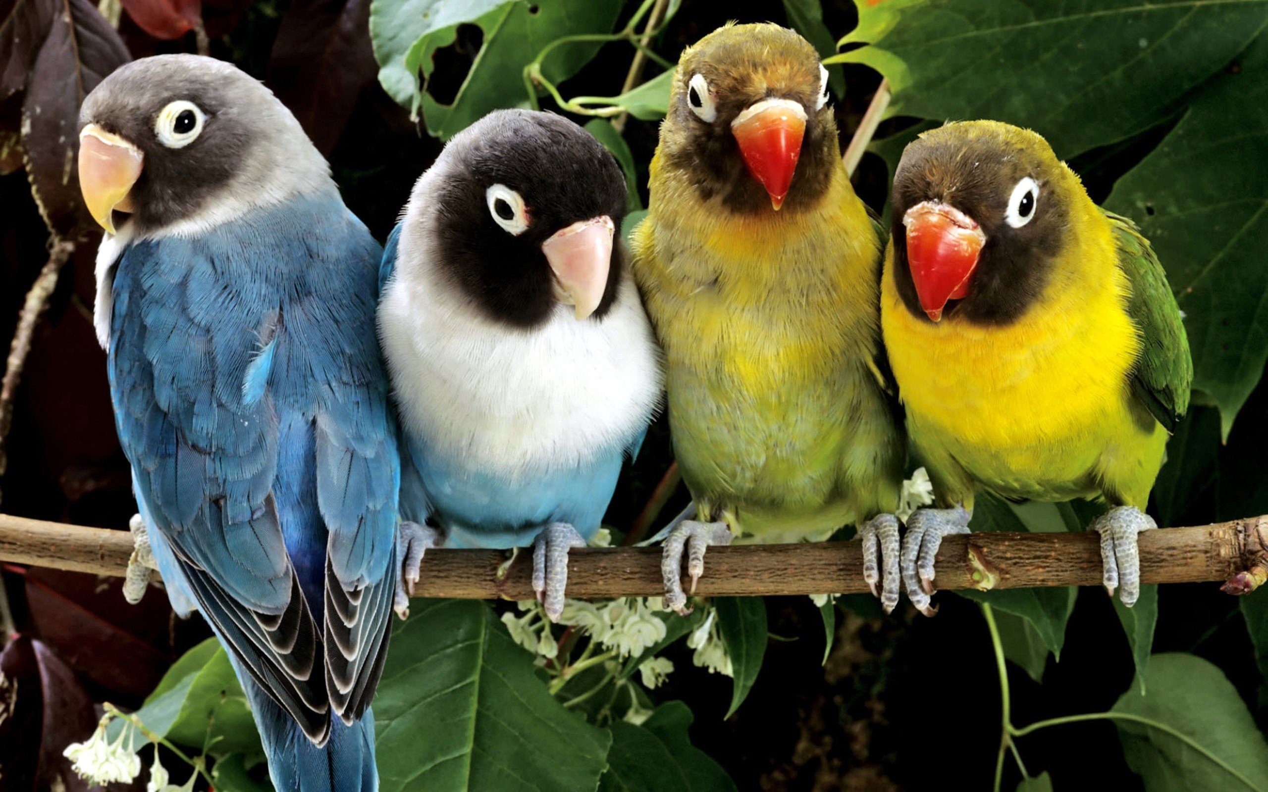 birds, Animals, Parrots, Love, Bird Wallpaper