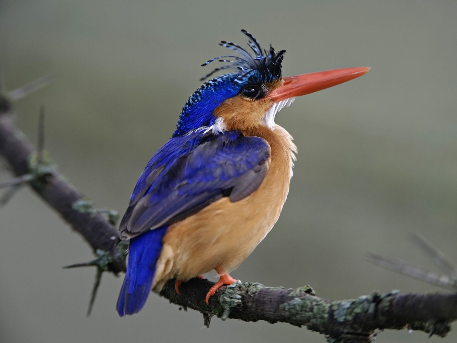 multicolor, Birds, Kingfisher Wallpaper