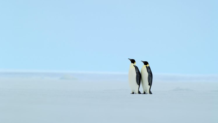 ice, Emperor, Antarctica, Pair HD Wallpaper Desktop Background