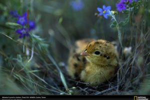 birds, National, Geographic, Blue, Flowers, Baby, Birds