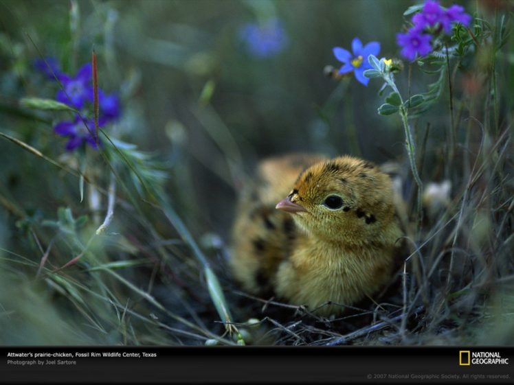 birds, National, Geographic, Blue, Flowers, Baby, Birds HD Wallpaper Desktop Background