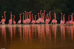 birds, Mexico, National, Geographic, Flamingos
