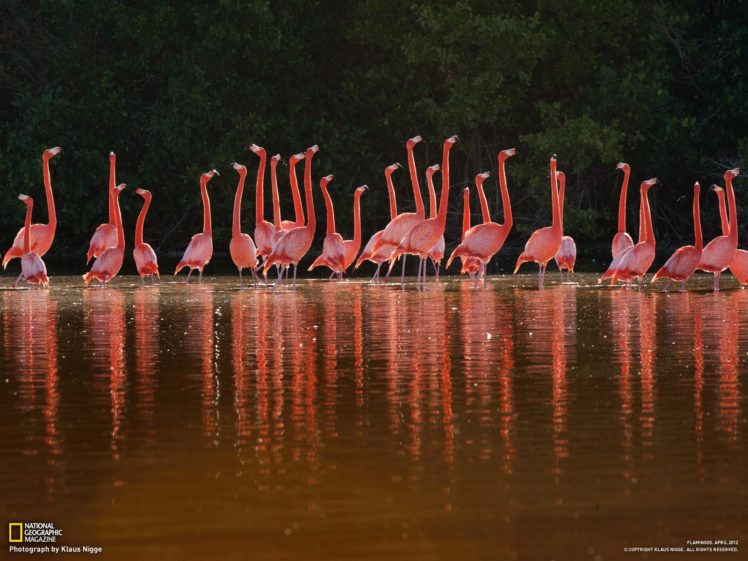 birds, Mexico, National, Geographic, Flamingos HD Wallpaper Desktop Background