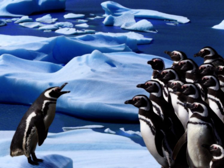 nature, Birds, Penguins HD Wallpaper Desktop Background