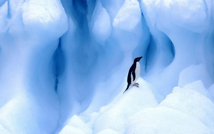 ice, Nature, Birds, Animals, Penguins HD Wallpaper Desktop Background