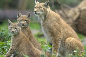 animals, Lynx, Baby, Animals