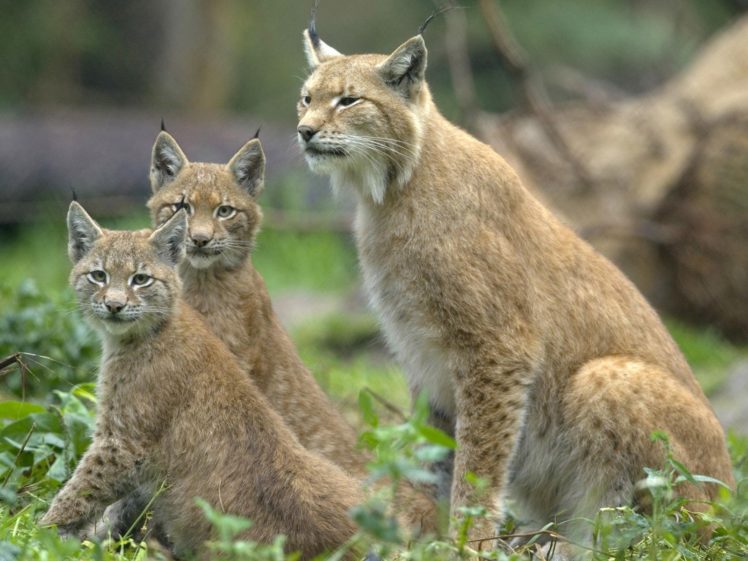 animals, Lynx, Baby, Animals HD Wallpaper Desktop Background