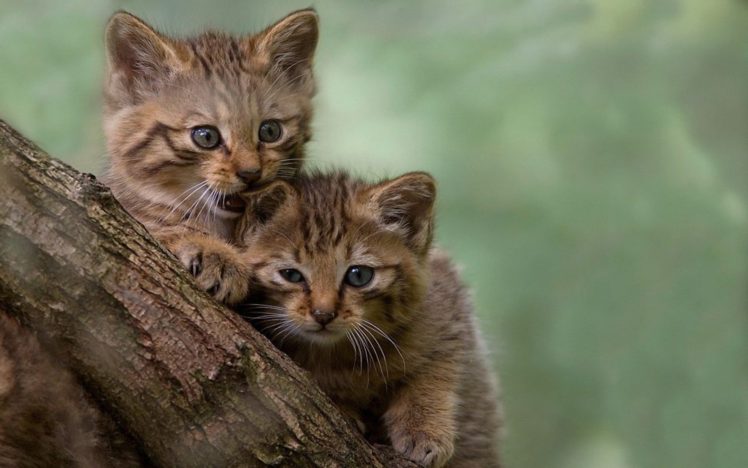 trees, Cats, Animals, Outdoors, Kittens HD Wallpaper Desktop Background