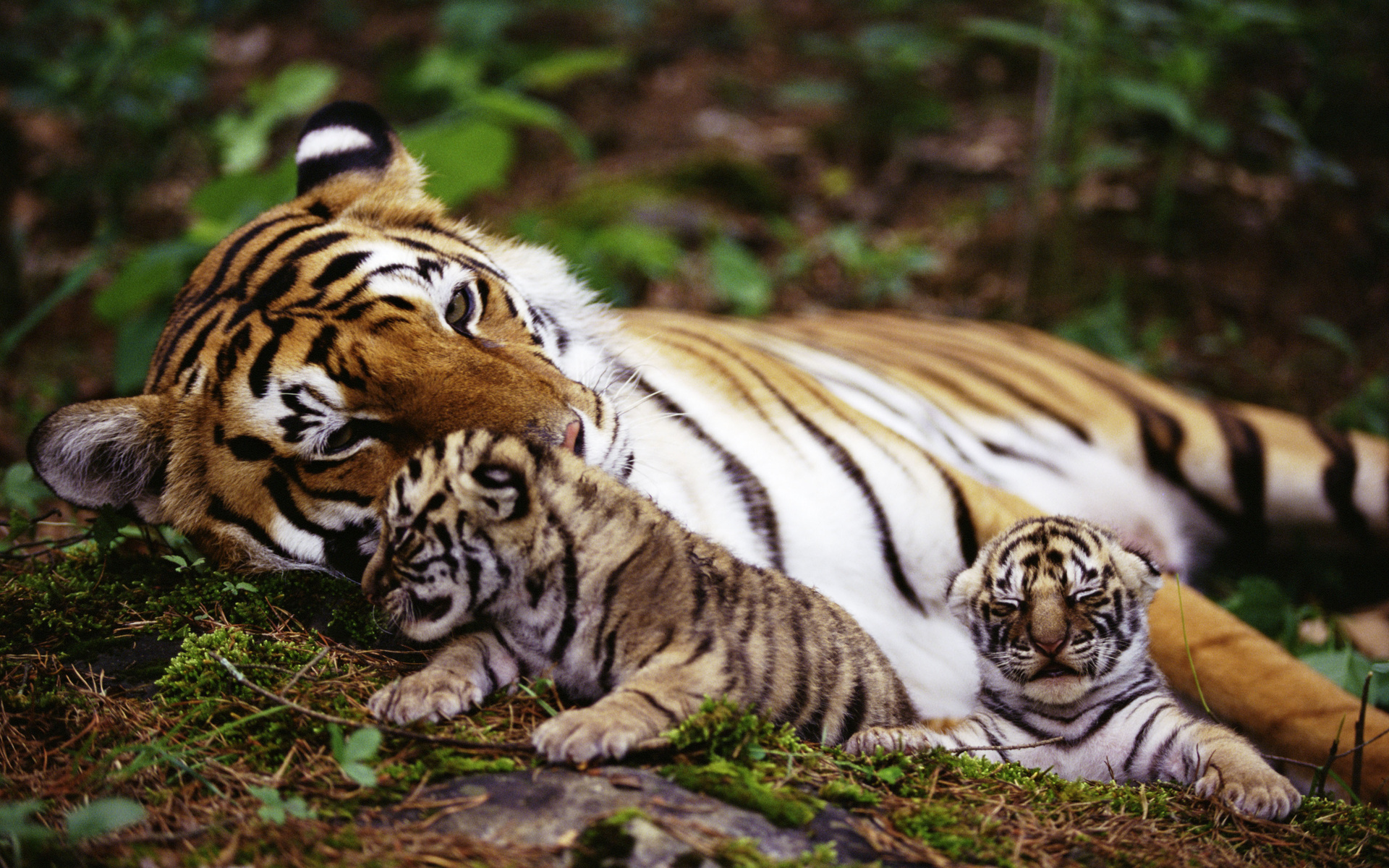 tigers, Animals, Cats, Babies, Mother, Mom, Mood, Emotion, Love, Children, Stripes, Patterns, Color, Contrast, Trees, Forests, Zoo, Wildlife, Predator, Cute, Plants, Vegetation Wallpaper