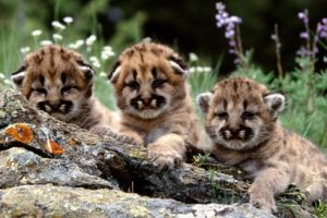 mountain, Lion, Cubs, Cougars, Animals, Cats, Babies, Fur, Faces, Eyes, Whiskers, Rocks, Wildlife, Predators, Flowers, Grass, Cute, Children