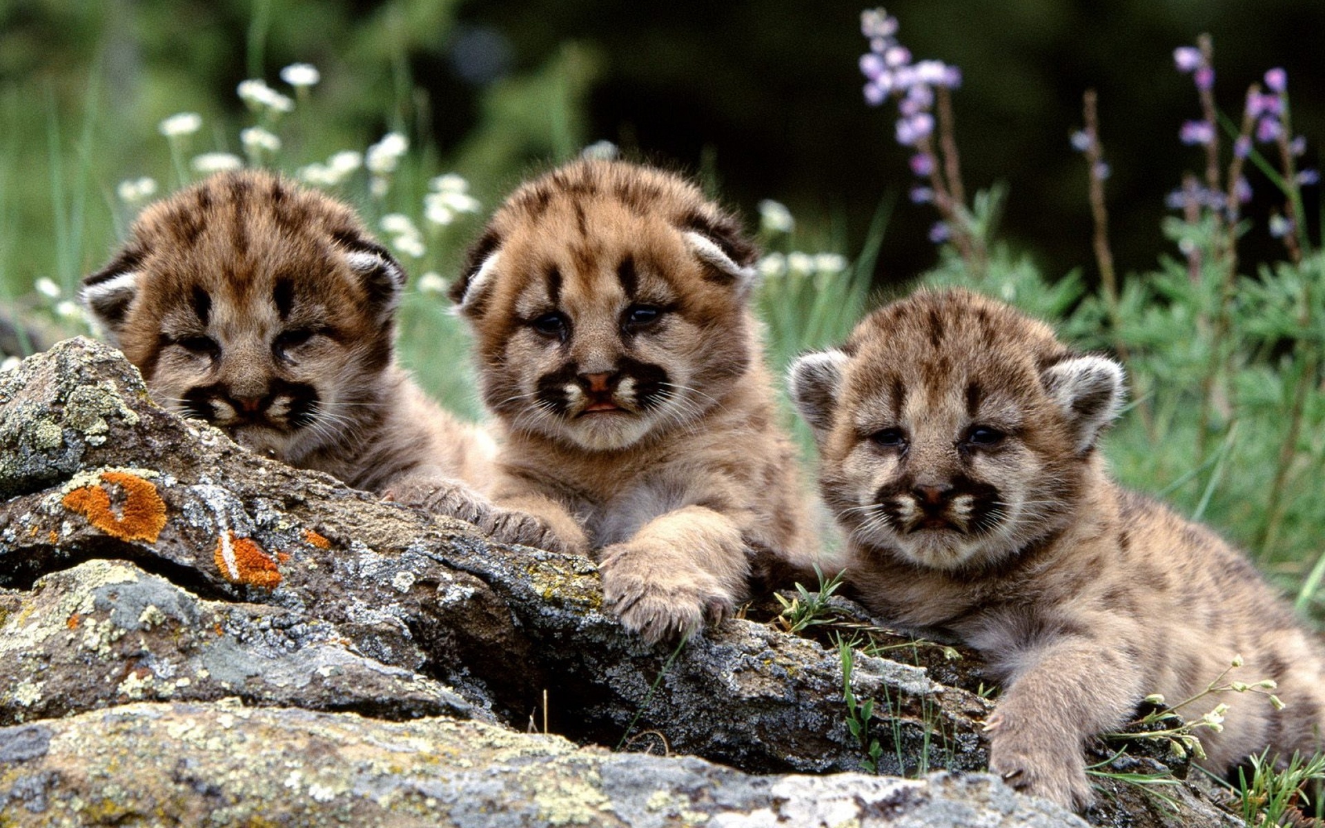 mountain, Lion, Cubs, Cougars, Animals, Cats, Babies, Fur, Faces, Eyes, Whiskers, Rocks, Wildlife, Predators, Flowers, Grass, Cute, Children Wallpaper