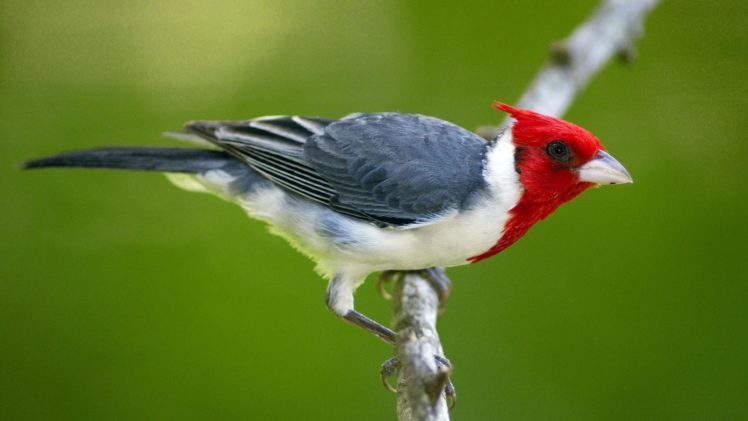 birds, Cardinal HD Wallpaper Desktop Background