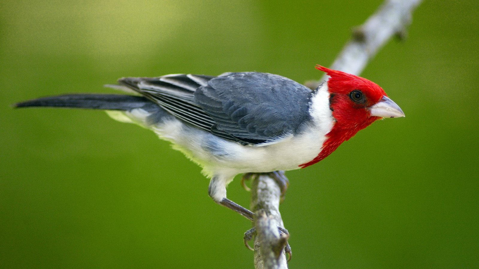 birds, Cardinal Wallpaper