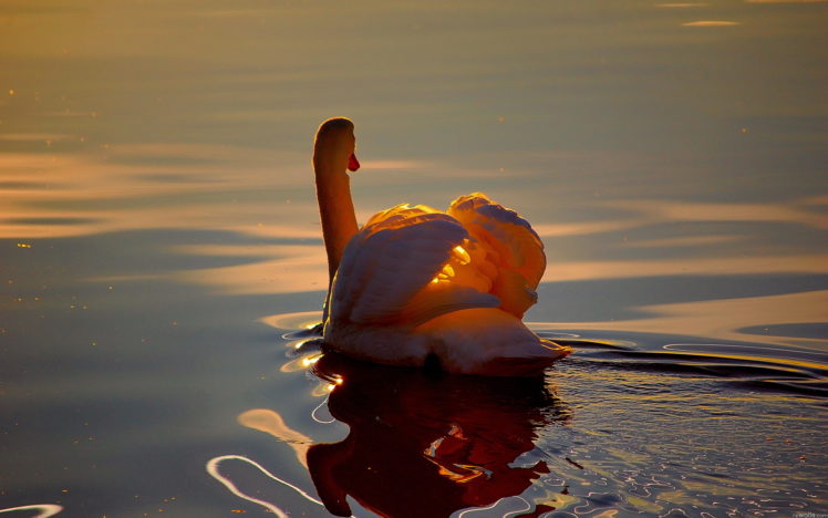 swans, Animals, Birds, Feathers, Lakes, Ponds, Water, Ripple, Reflection, Shine, Sunlight, Wings, Wildlife HD Wallpaper Desktop Background