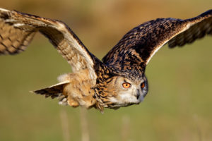owls, Animals, Birds, Predator, Raptor, Flight, Fly, Feathers, Wings, Eyes, Face, Wildlife