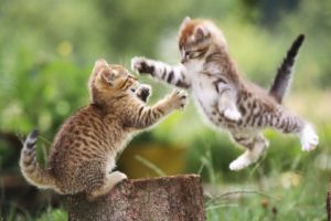 cats, Animals, Jumping, Outdoors, Kittens