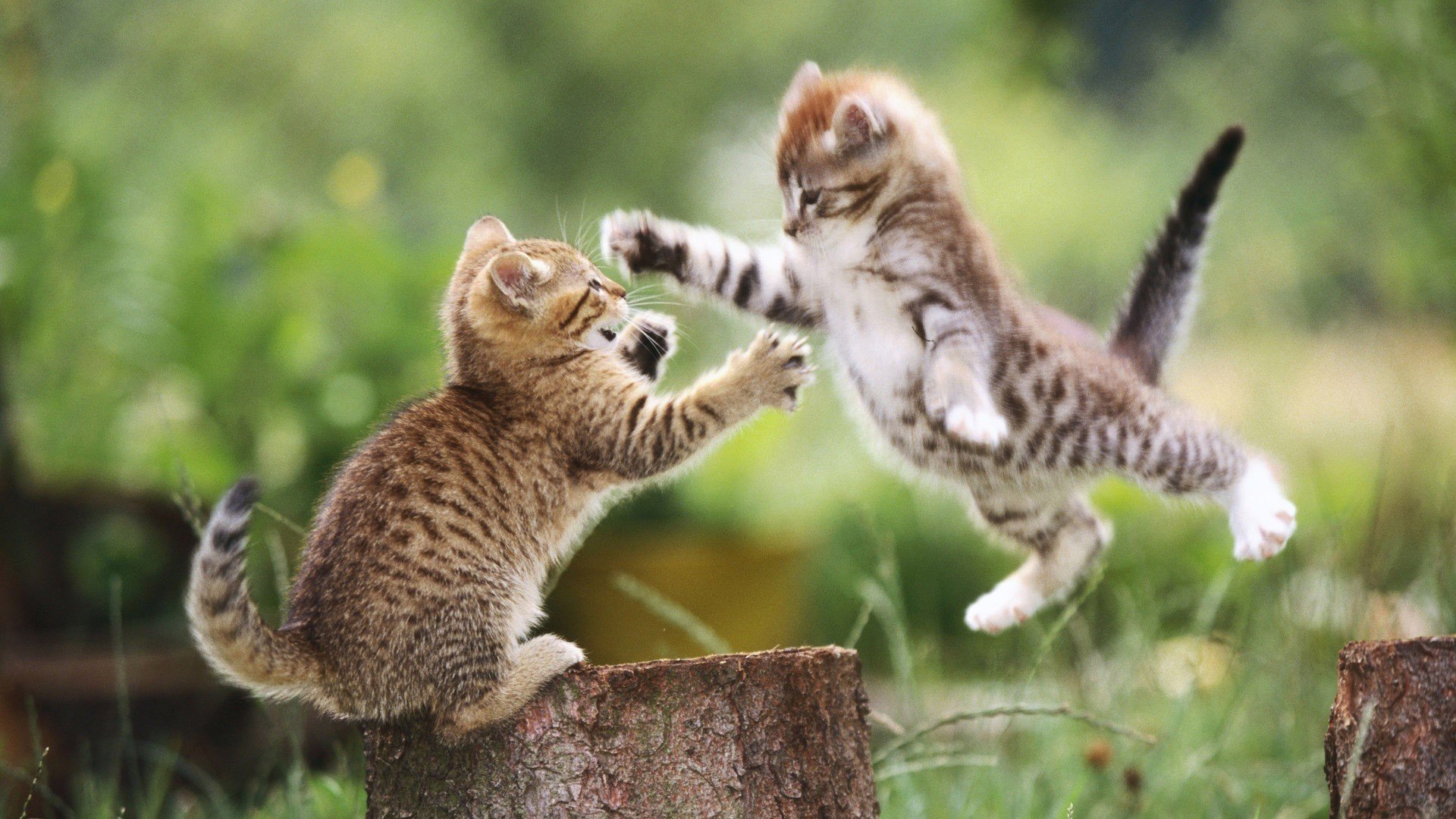 cats, Animals, Jumping, Outdoors, Kittens Wallpaper