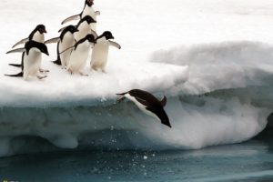 birds, Penguins, National, Geographic