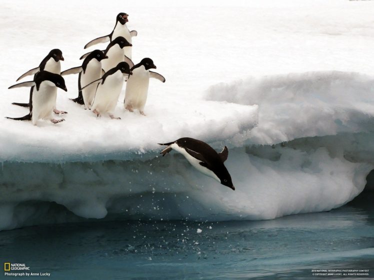 birds, Penguins, National, Geographic HD Wallpaper Desktop Background