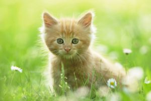 green, Cats, Animals, Grass, Kittens, Pets