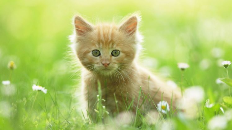 green, Cats, Animals, Grass, Kittens, Pets HD Wallpaper Desktop Background