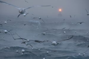 nature, Lights, Birds, Alaska, National, Geographic, Sea
