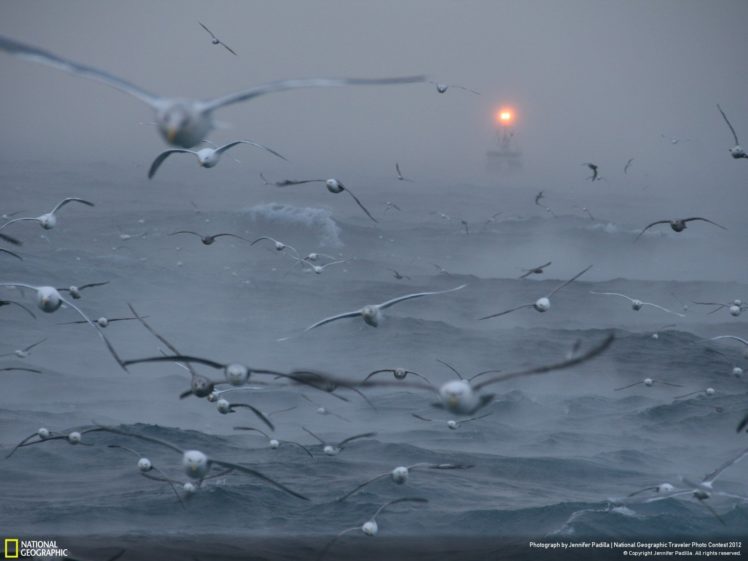 nature, Lights, Birds, Alaska, National, Geographic, Sea HD Wallpaper Desktop Background
