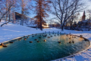 nature, Landscapes, Trees, Park, Garden, Pond, Lakes, Water, Winter, Snow, Seasons, Cold, Animals, Birds, Ducks, Wildlife, Feathers
