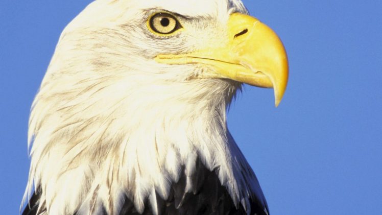 nature, Birds, Eagles, Bald, Eagles HD Wallpaper Desktop Background