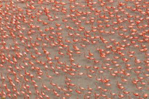 water, Birds, Flock, National, Geographic, Flamingos