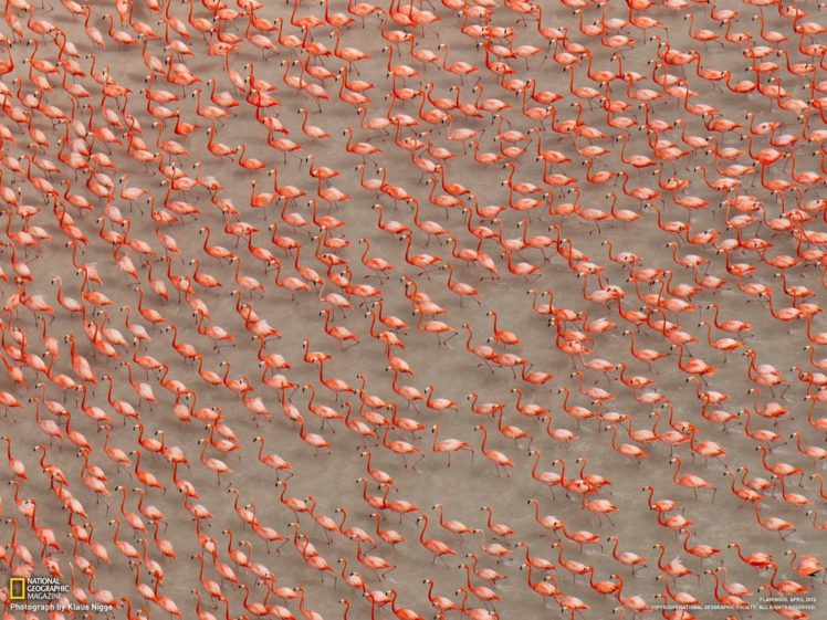 water, Birds, Flock, National, Geographic, Flamingos HD Wallpaper Desktop Background