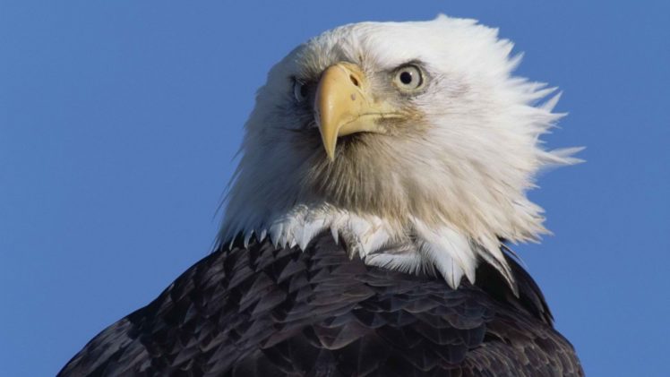 stare, Bald, Eagles HD Wallpaper Desktop Background