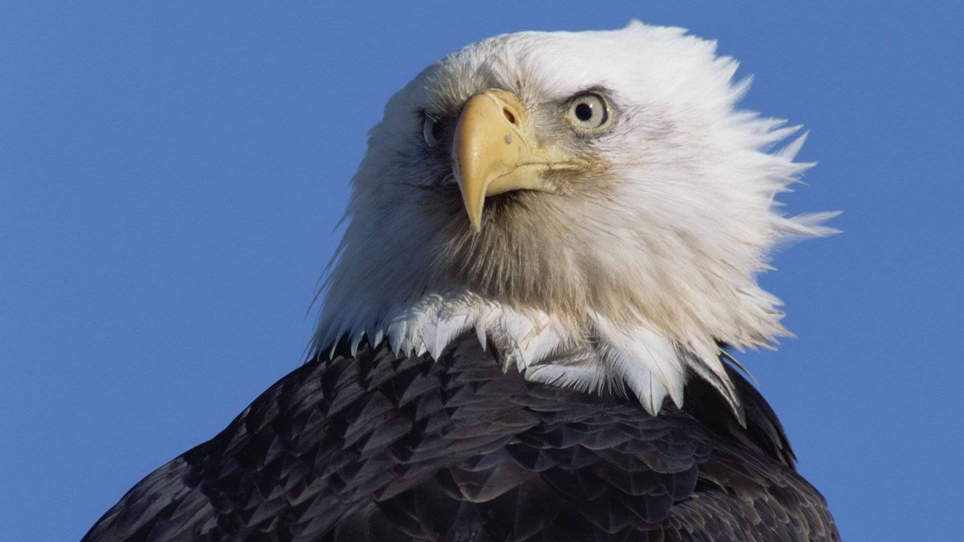 stare, Bald, Eagles Wallpaper