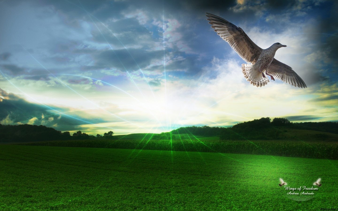 landscapes, Birds Wallpaper