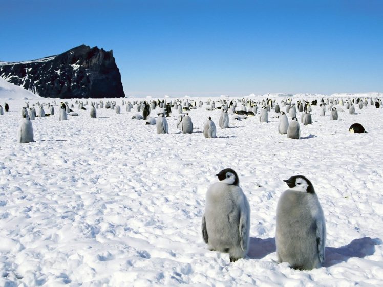 nature, Snow, Birds, Penguins HD Wallpaper Desktop Background