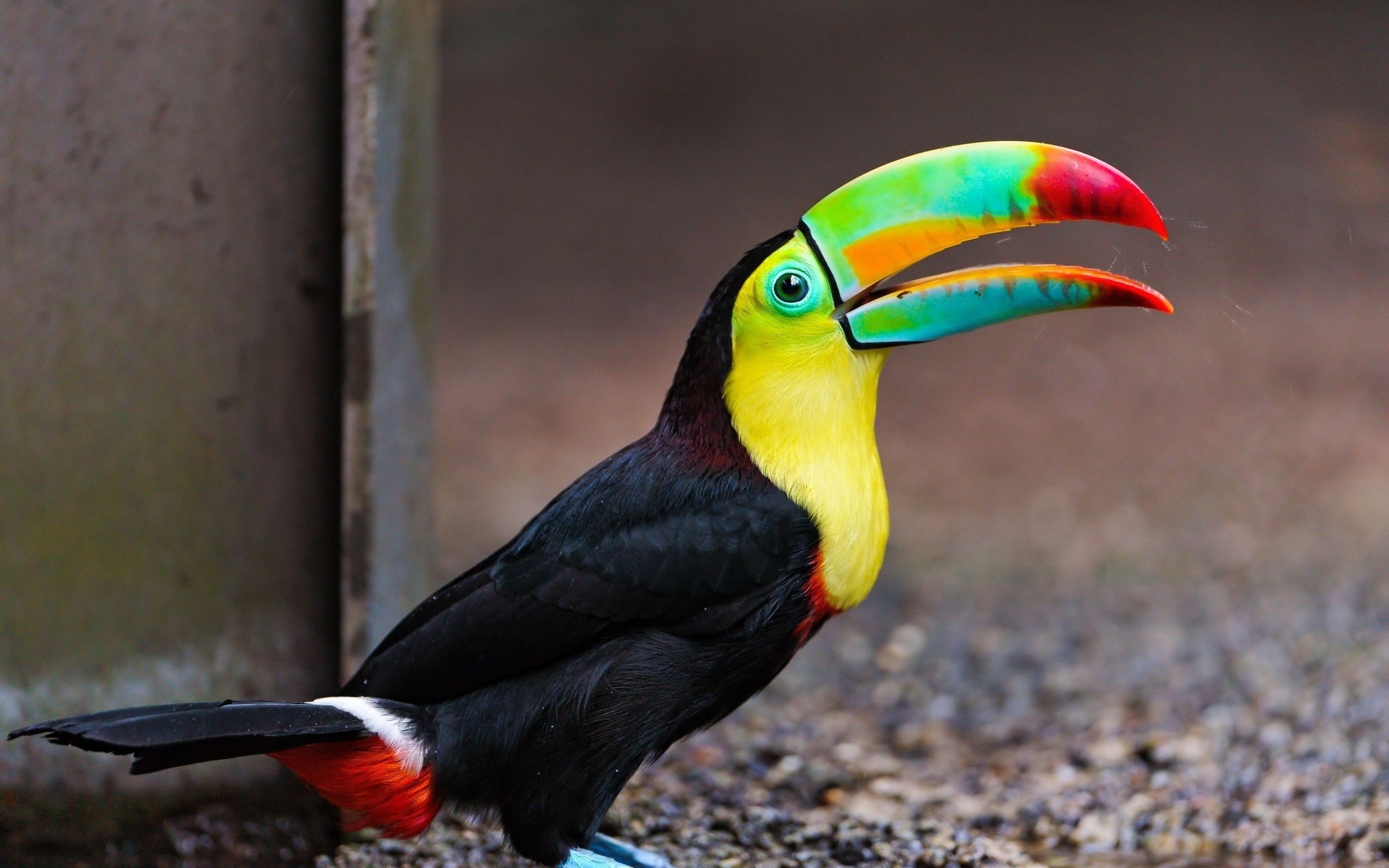 nature, Birds, Animals, Toucans Wallpaper