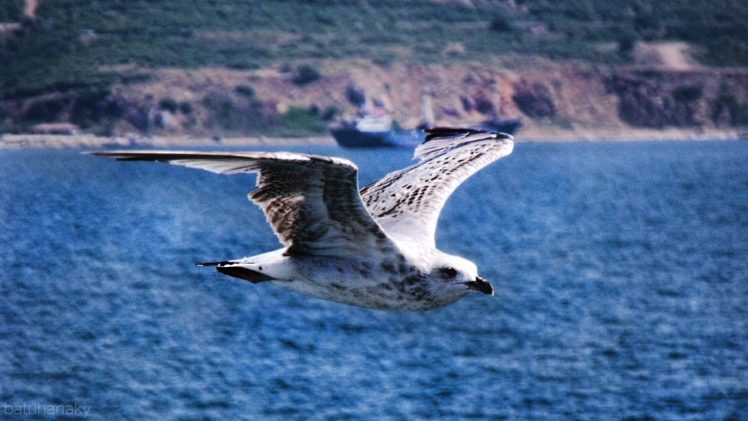 blue, Flying, Birds, Seagulls, Backgrounds, Action, Sea HD Wallpaper Desktop Background