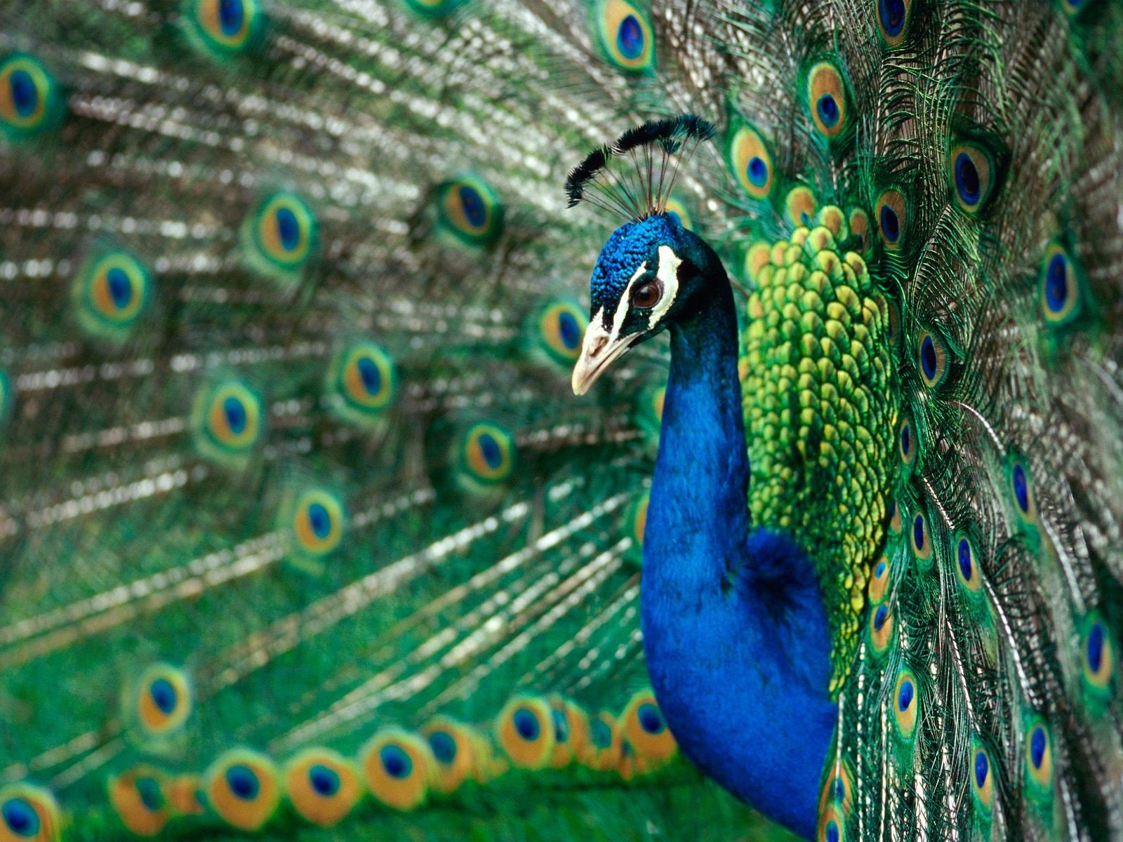 birds, Peacocks Wallpaper