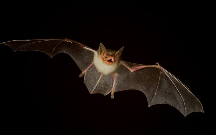 mammals, Bats, Black, Background HD Wallpaper Desktop Background