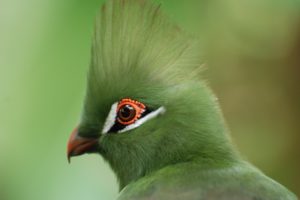 green, Birds, Turaco