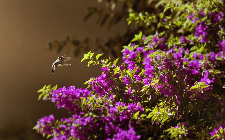 animals, Birds, Humming, Flight, Feathers, Fly, Hover, Wings, Motion, Nature, Flowers, Blossoms, Plants, Trees, Purple, Color, Wildlife HD Wallpaper Desktop Background